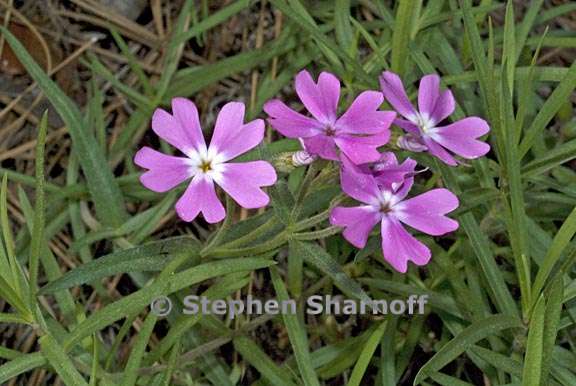 phlox speciosa ssp occidentalis 5 graphic